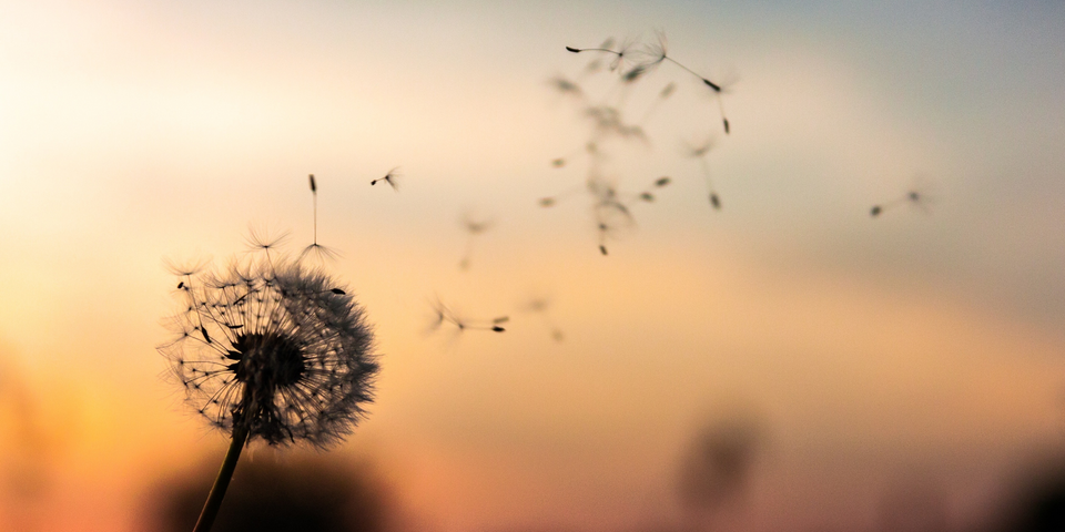 Dandilion head with dried seeds floating into the distance, with a blurred orange sky in the background